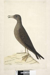 Oiseau de l