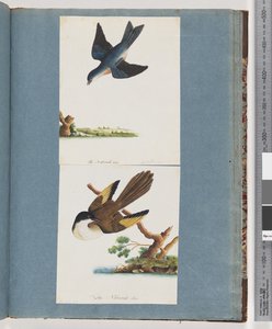 Page 97. Oiseaux non identifiés - Unknown artist