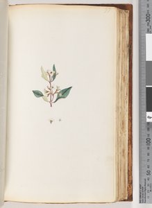 Page 97. Plante non identifiée - Unknown artist