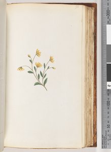 Page 98. Plante non identifiée - Unknown artist