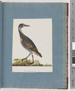 Page 99. Râle à bandes buffes - Unknown artist