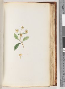 Page 99. Plante non identifiée - Unknown artist