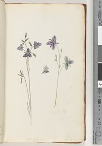 Chlamysporum Sal. in Par Lond. No. 35 - Unknown artist