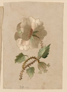 Modèle - Unknown artist