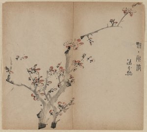 Fleurs de pêcher