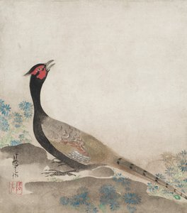 Faisan - Unknown artist