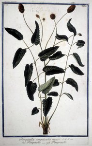 Pimprenelle : Pimpinella Sanguisorba major. - Unknown artist