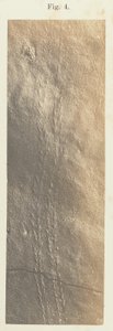 Planche 41. Figure 4 - Unknown artist