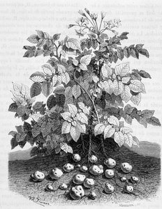 Pommes de terre et tubercules amylacés de ses racines - Fig tree