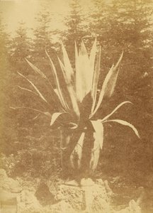 [Plante en pot] - Unknown artist