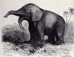 Préhistoire : représentation d