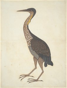Héron pourpré (Ardea purpurea) - Unknown artist