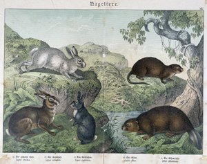 Lapin, castor - dans « Histoire naturelle des mammifères », éd. Schreiber - Unknown artist