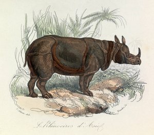 Rhinoceros d