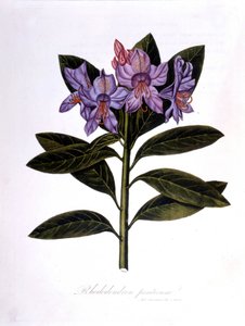 Rhododendron (Rhododendrum Pontium) - Unknown artist