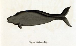 Rhytina Stelleri aussi appelée vache marine de Steller, spécimen disparu au 18ème siècle. - Unknown artist