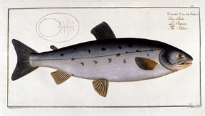 Saumon (Salmo salar) par Marc Elieser Bloch Ichtyologie Paris - Berlin - Londres 1787 - Unknown artist