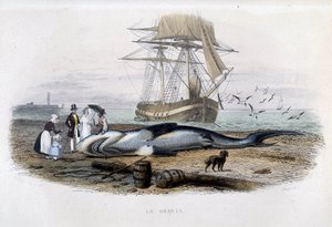 Pêche au requin - dans Histoire naturelle de Lacépède - Unknown artist