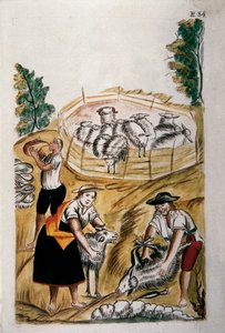 Tonte des moutons, du livre "Trujillo del Peru" ou "Códice Martínez Compañón", par Baltazar Martinez Compañón y Bujanda, évêque de Trujillo (1782-1785) - Unknown artist