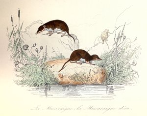 Musaraigne et musaraigne aquatique classées par la nomenclature de Linné et Cuvier (gravure) - Unknown artist
