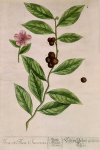 Plante de thé sinensis - planche botanique - Unknown artist