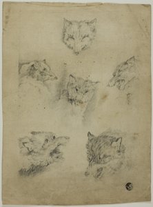 Six croquis de têtes de loup - Unknown artist
