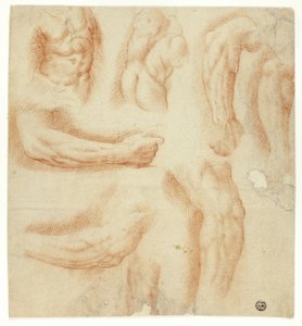 Croquis des bras, du torse masculin et du dos - Unknown artist