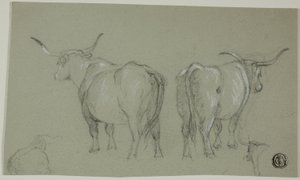 Esquisses de bovins blancs de la Maremme