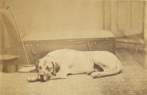 [Sleeping Dog] (chien couchant)