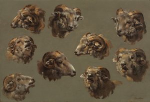 Études de têtes de bélier - Unknown artist