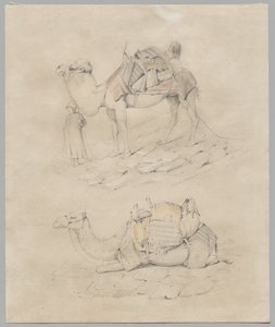 Étude de chameaux