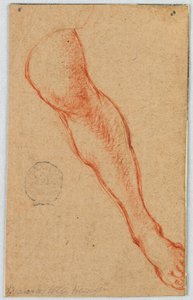 Étude de la jambe gauche d