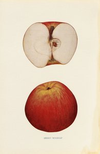 Sweet Winesap - Unknown artist
