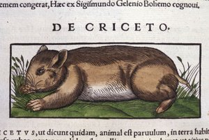Le hamster dans Historia Animalium par Conrad Gesner (1516 - 1565), Tiguri - Unknown artist