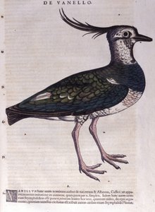 Le vanneau dans Historia Animalium par Conrad Gesner (1516 - 1565), Tiguri - Unknown artist