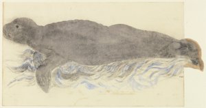 Le phoque moine - Monachus monachus - Unknown artist