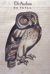 Le hibou dans Historia Animalium par Conrad Gesner (1516 - 1565), Tiguri - Unknown artist