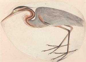 Le Héron Pourpré