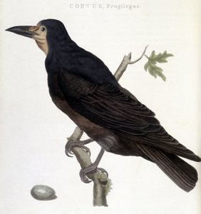 Le corbeau Frugilegus - planche d