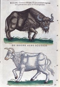 Le bison et le bison blanc d