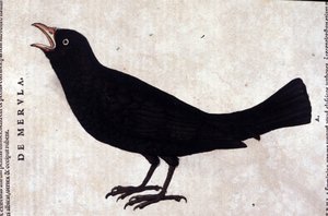 Le merle après Historiae animalium par Konrad Gesner, Tiguri
