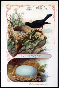 Le merle et son nid - chromo., fin 19e siècle