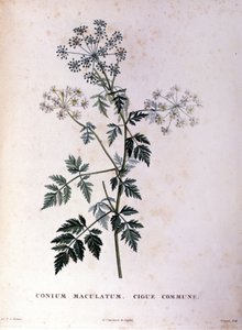 La ciguë commune. Gravure du XVIIIe siècle - Unknown artist