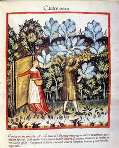 Récolte de chou-fleur dans un potager. Enluminure du « Tacuinum sanitatis » - Unknown artist