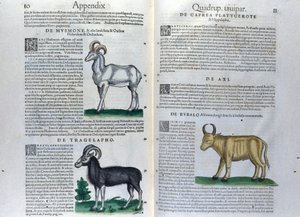 La double page des quadrupèdes dans Historia Animalium par Conrad Gesner (1516 - 1565), Tiguri - Unknown artist