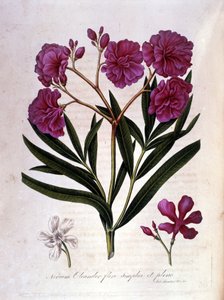 Le laurier rose (oléandre) - herbier du XVIIIe siècle - Unknown artist