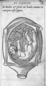 Position du fœtus dans l