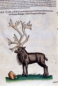Le renne d