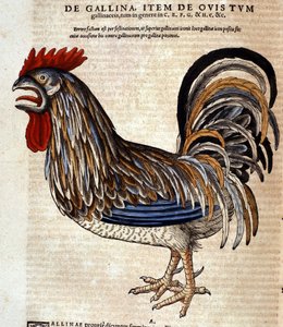 Le coq d