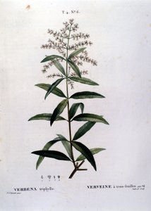 La verveine. Gravure du 19ème siècle